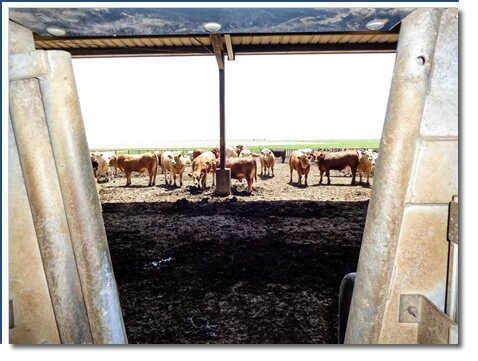 photo feedlot